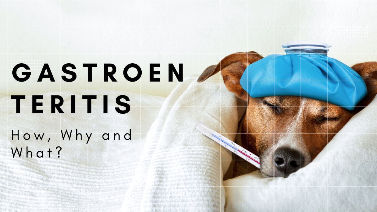 Gastroenteritis